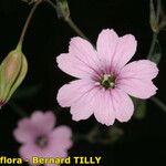 Vaccaria hispanica 花