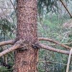Picea abies Кора