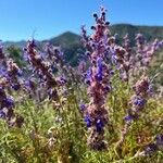 Trichostema lanatum Flor