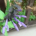 Salvia coeruleaFlower