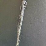 Eragrostis racemosa Blüte
