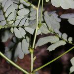 Zapoteca formosa Hoja