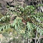 Marcetella moquiniana Likasa