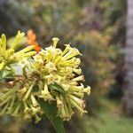 Cestrum latifolium Kvet