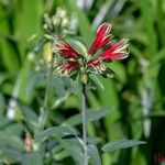 Alstroemeria psittacina Flor