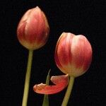 Tulipa raddii 花
