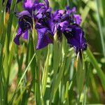 Iris chrysographes Flor