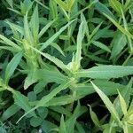 Guizotia abyssinica Blatt