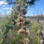 Orthopappus angustifolius Flower