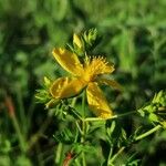 Hypericum perforatumFloare