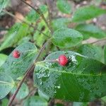 Phyllanthus chamaecerasus Frucht