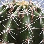 Pachycereus pecten-aboriginum Otro