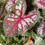 Caladium bicolorHostoa