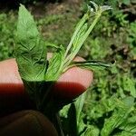 Epilobium roseum Fuelha