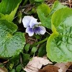 Viola × melissifolia Flower