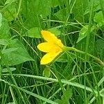 Zephyranthes citrina 花