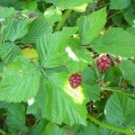 Rubus polonicus Drugo