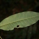 Virola michelii Hoja