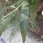 Buddleja saligna Leaf