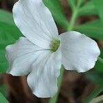 Cardamine heptaphylla Fleur