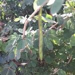 Calliandra tergemina Fruit