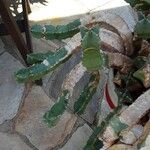 Euphorbia resinifera Other