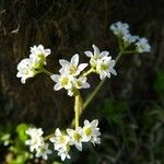 Micranthes virginiensis Habit