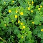 Medicago lupulinaКветка