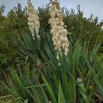 Yucca gloriosaBlüte