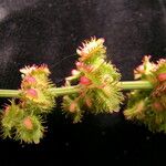 Rumex nepalensis Συνήθη χαρακτηριστικά