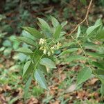 Pericopsis elata Foglia