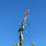 Arundo donaxLorea