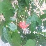 Abutilon pictum Virág