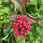 Sambucus racemosaFrucht