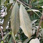Lithocarpus edulis Levél