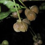 Adelia triloba Fruit