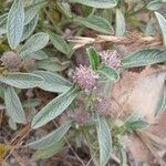 Hyptis atrorubens Leaf