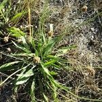 Plantago ovata Leht