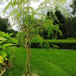 Albizia procera आदत