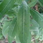 Oenothera villosa Feuille