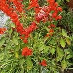 Salvia splendens ᱛᱟᱦᱮᱸ