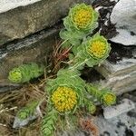 Rhodiola rosea Blad