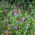 Lathyrus vernus Fula