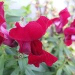 Antirrhinum majusപുഷ്പം