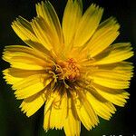 Krigia dandelion Bloem