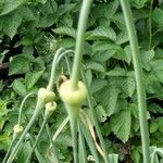 Allium sativum Fruit