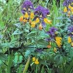 Melampyrum nemorosum عادت داشتن