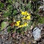 Morisia monanthos Hábito