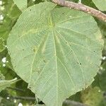 Dombeya pilosa Leaf