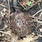 Symplocarpus foetidus Fruto